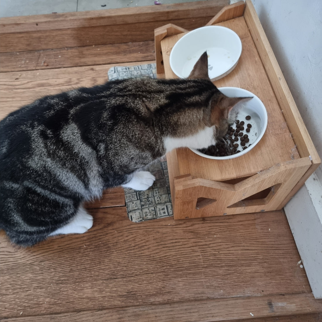 Importance of Placing Feeding Bowls at the Correct Height for Pets - SMOLZZ by Petzfoodware