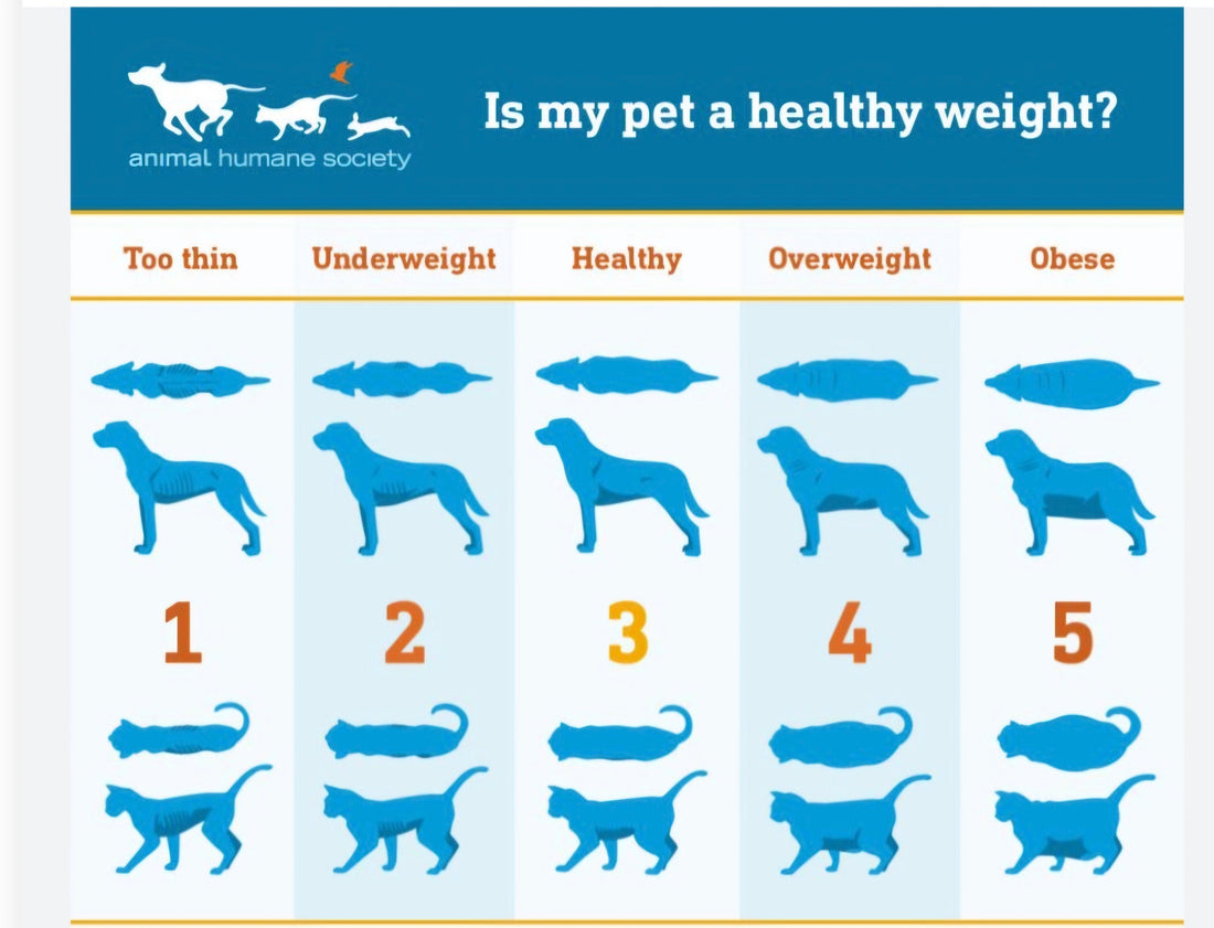 The Importance of Monitoring Your Pet's Weight - SMOLZZ by Petzfoodware